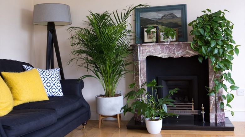 ঘর সাজাতে বেছে নিতে পারেন যেসব ইনডোর প্ল